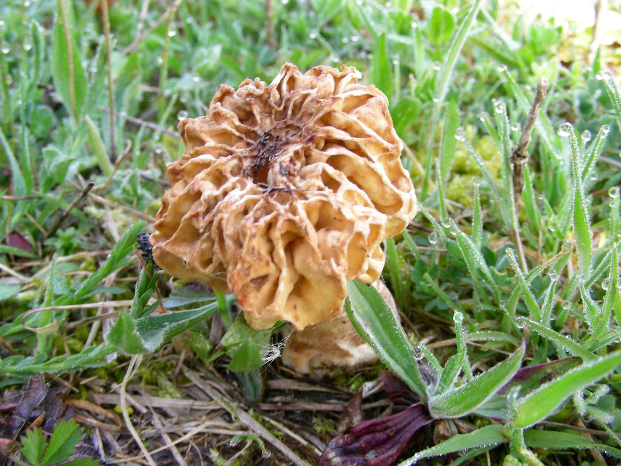 1980 Aprile vecchio ritrovamento